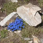 מלון Rifugio Garibaldi מעבר סטלביו