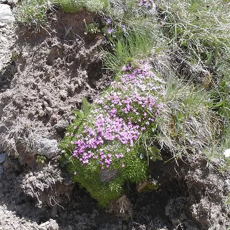 Rifugio Garibaldi Stelvio Geçidi