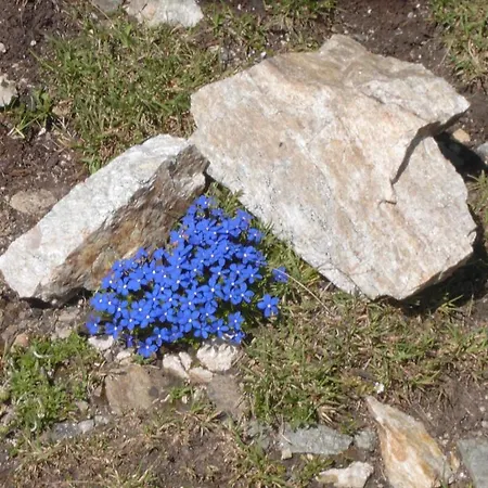 Szálloda Rifugio Garibaldi Passo Stelvio